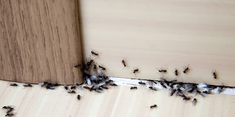 Colonia di formiche- Segnale Infestazione Domestica